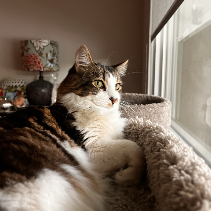 The Ultimate Cat Companion