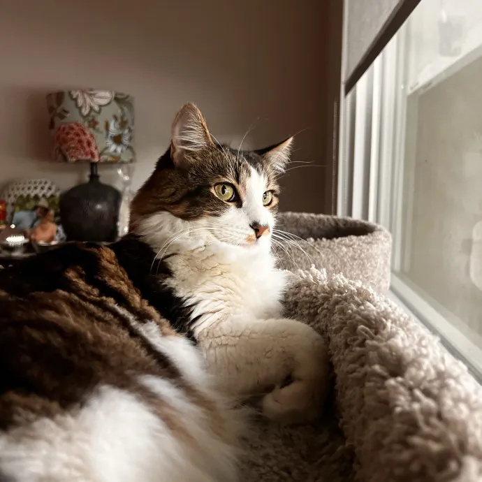 The Ultimate Cat Companion