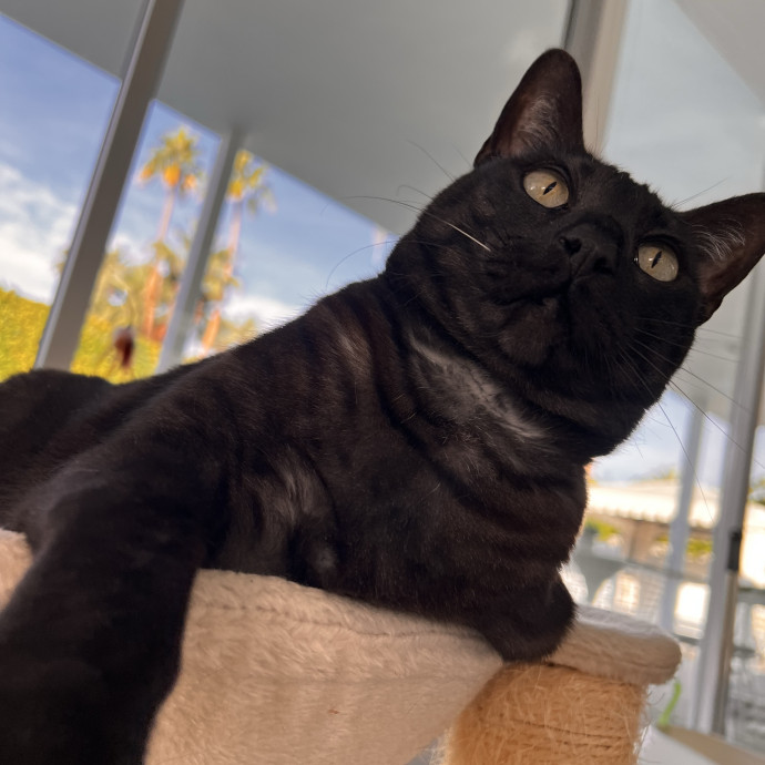 The Ultimate Cat Companion