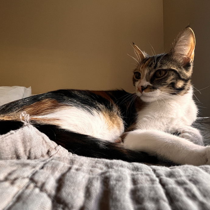 The Ultimate Cat Companion
