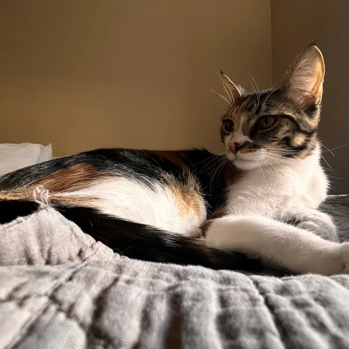 The Ultimate Cat Companion