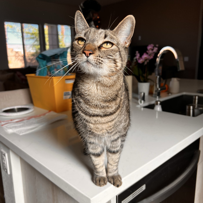 The Ultimate Cat Companion