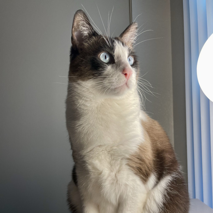 The Ultimate Cat Companion