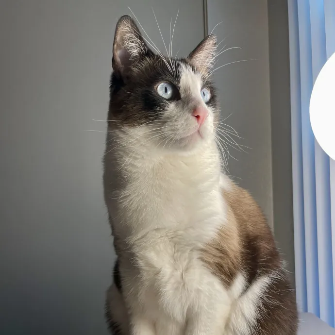 The Ultimate Cat Companion