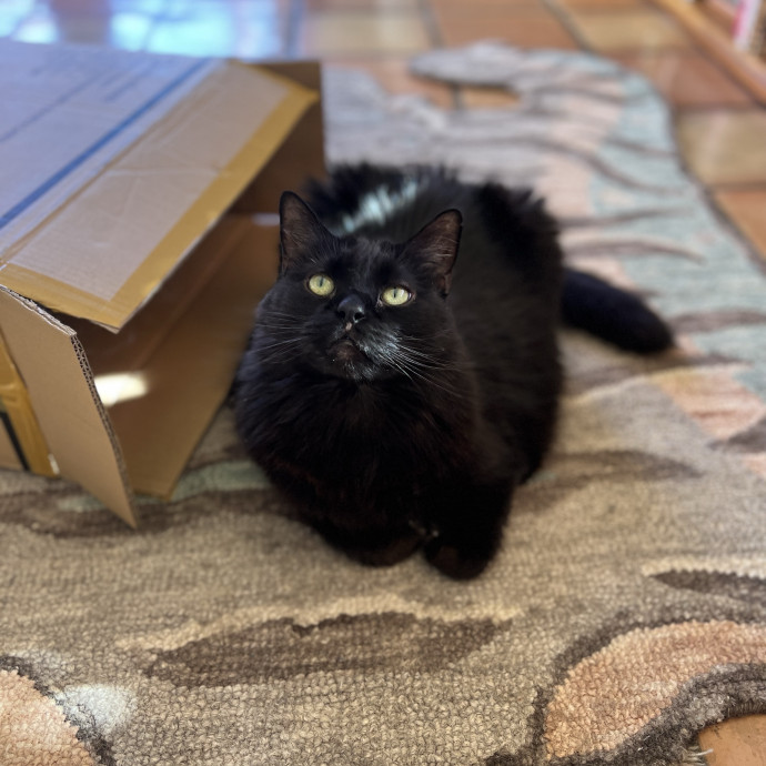 The Ultimate Cat Companion