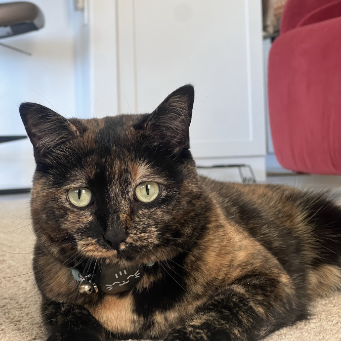 The Ultimate Cat Companion