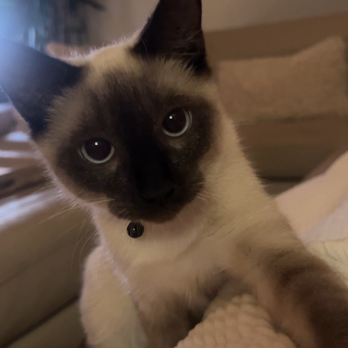 The Ultimate Cat Companion