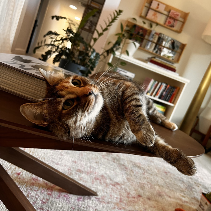 The Ultimate Cat Companion