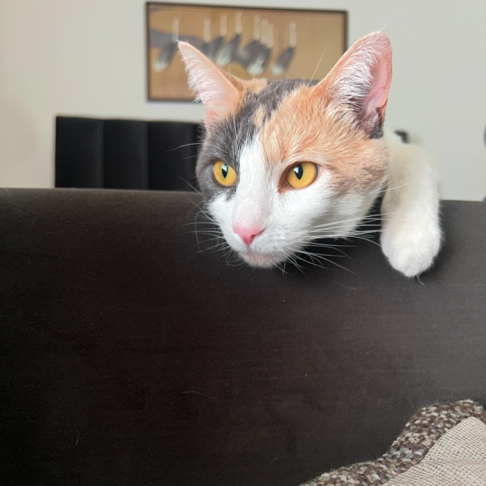 The Ultimate Cat Companion photo 2