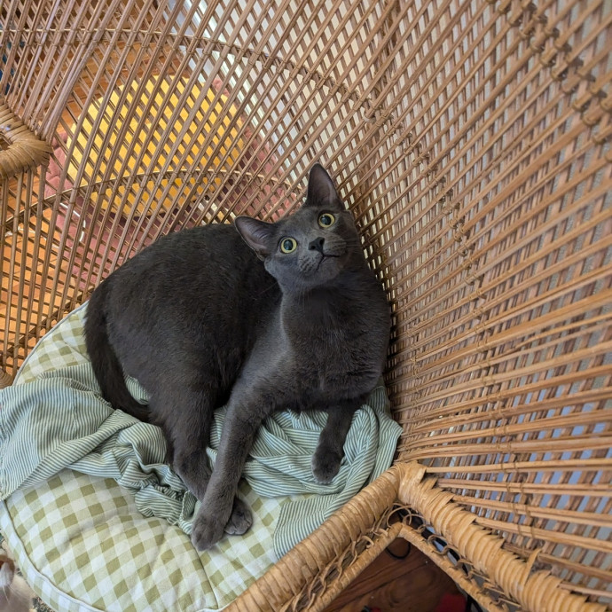 Reliable Care And Pro Cat Mom