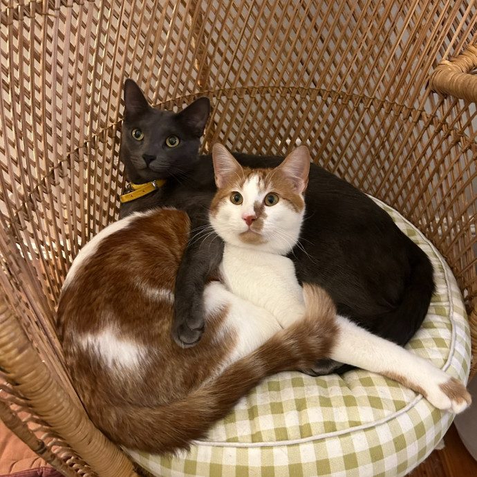 Reliable Care And Pro Cat Mom