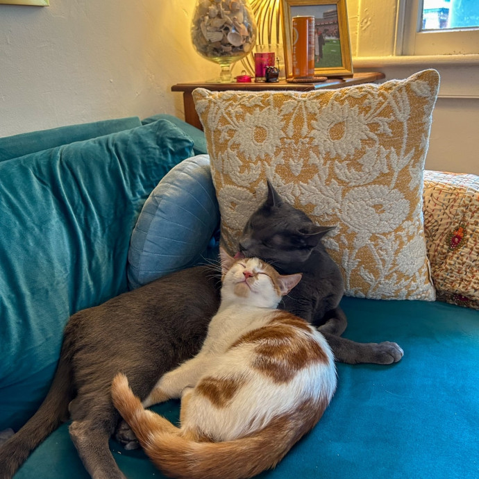 Reliable Care And Pro Cat Mom