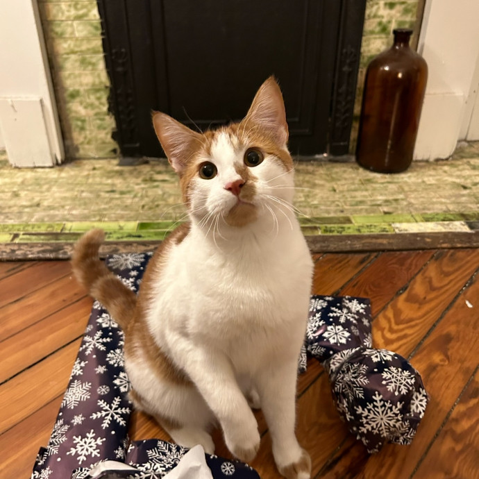 Reliable Care And Pro Cat Mom