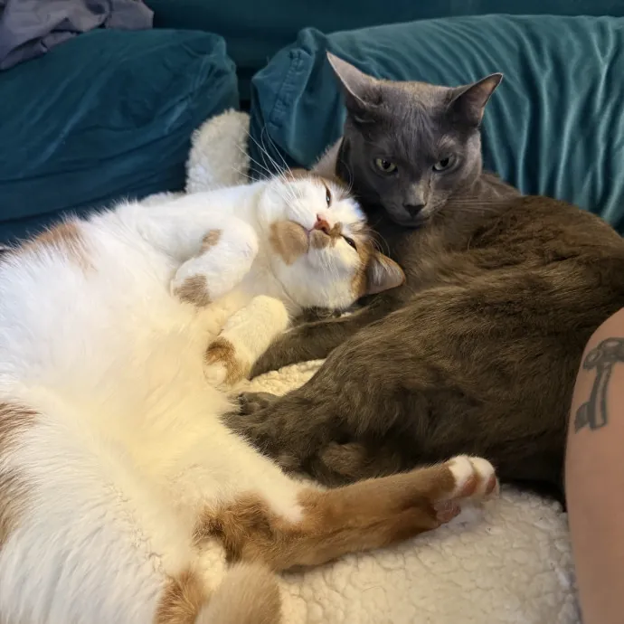 Reliable Care And Pro Cat Mom photo 2