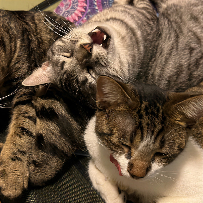 Nameowste Catsitting