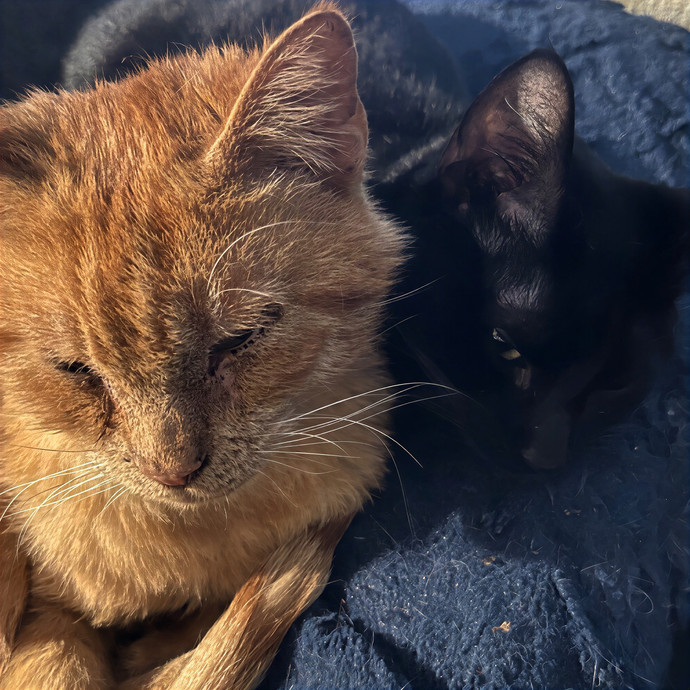 Nameowste Catsitting