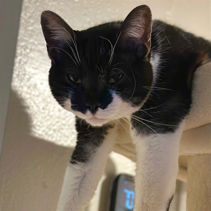 Nameowste Catsitting