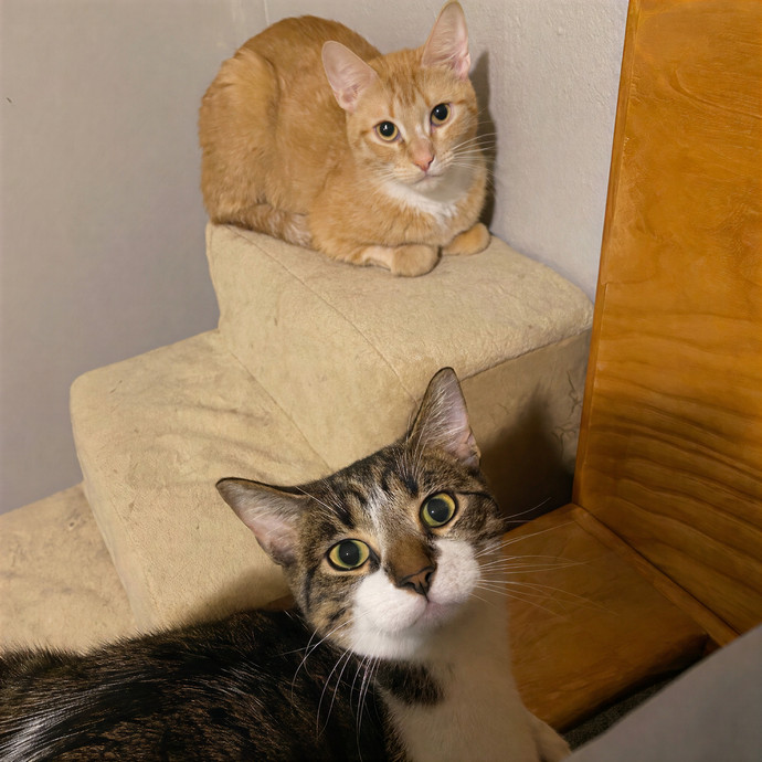 Nameowste Catsitting photo 3
