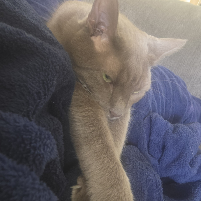 The Tale Of Four Happy Cats