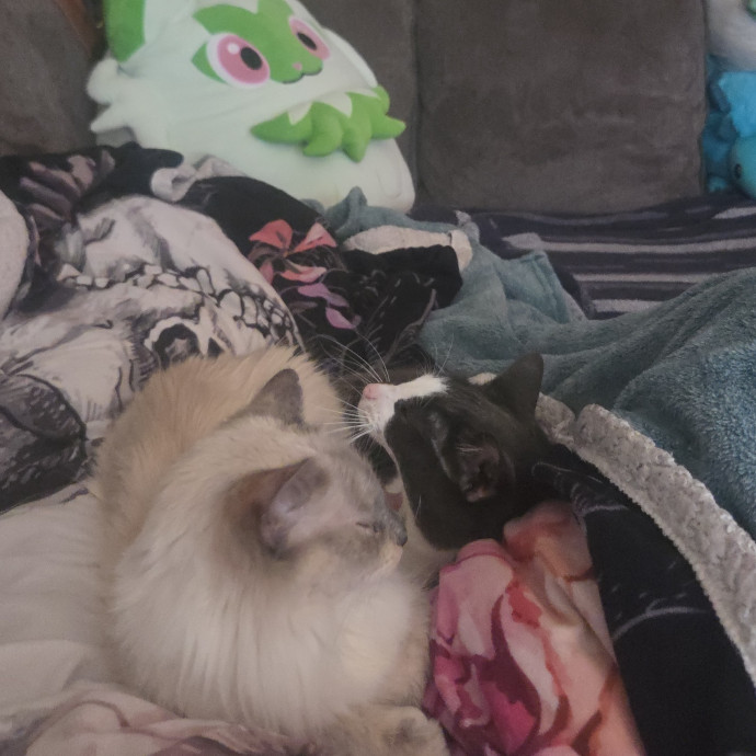 The Tale Of Four Happy Cats