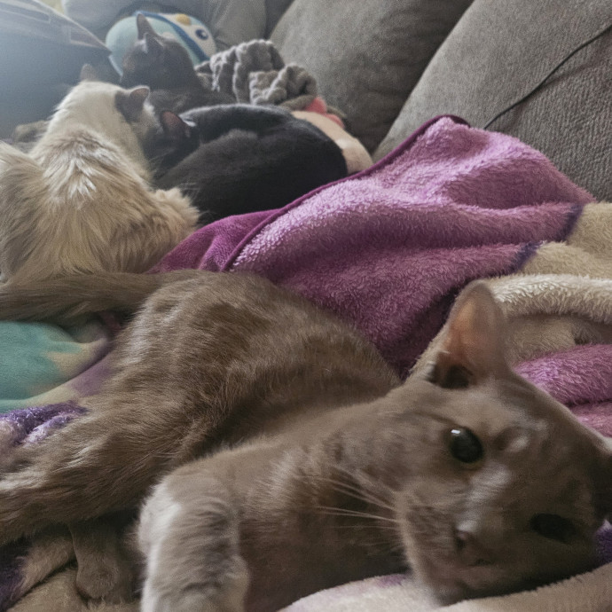 The Tale Of Four Happy Cats