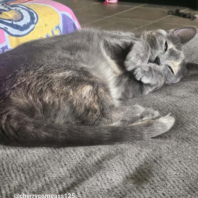 The Tale Of Four Happy Cats
