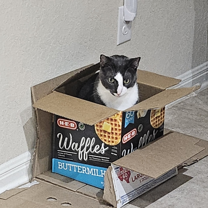 The Tale Of Four Happy Cats