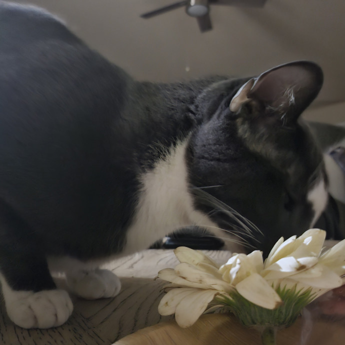 The Tale Of Four Happy Cats