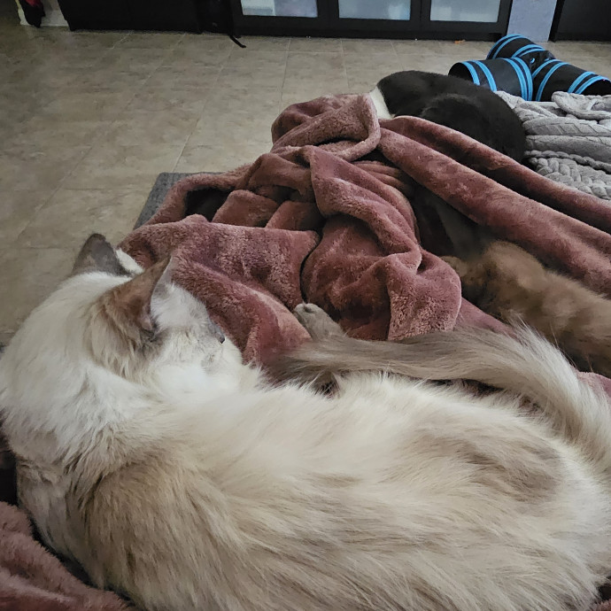 The Tale Of Four Happy Cats photo 3