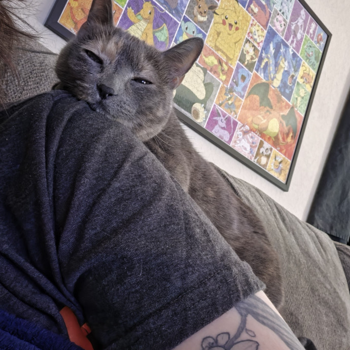 Four Cats Four Personalities