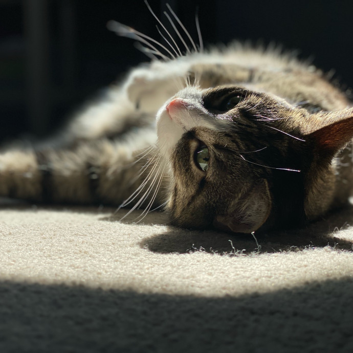 Alissa's Kitty Care