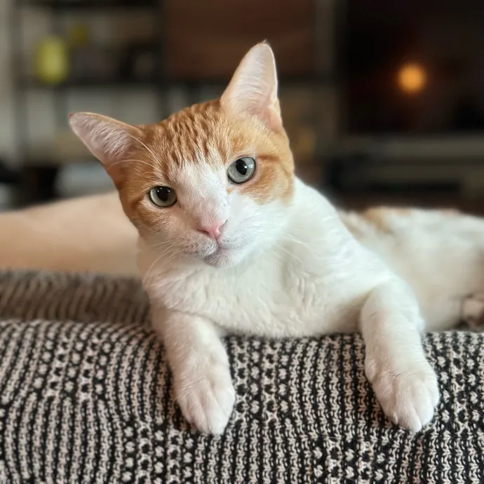 Alissa's Kitty Care photo 4