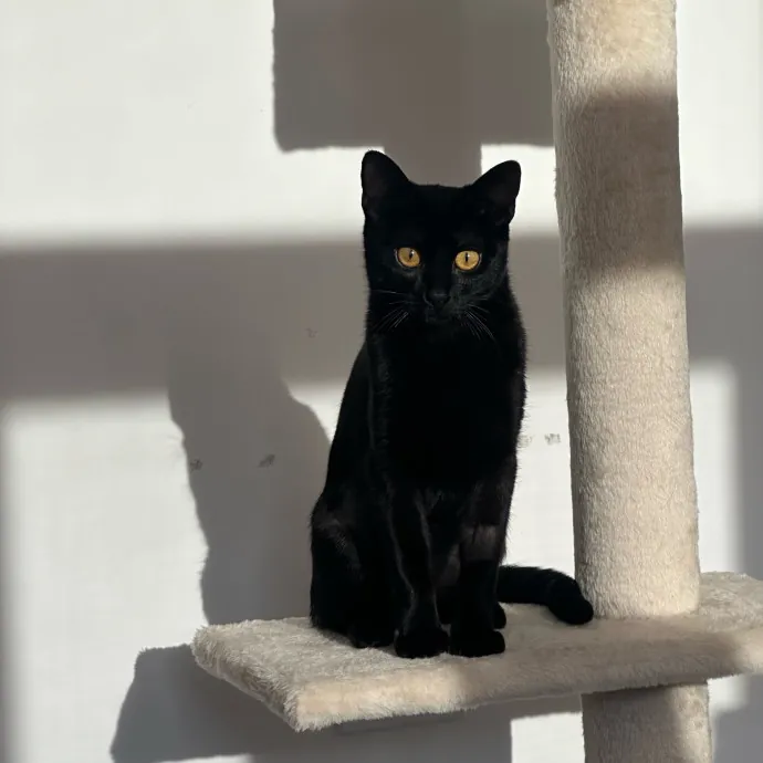 Alissa's Kitty Care photo 3