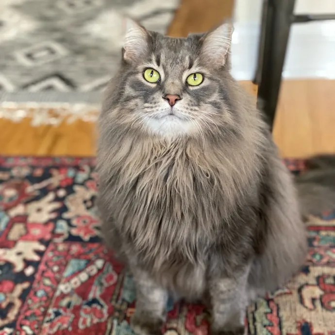 Alissa's Kitty Care photo 2