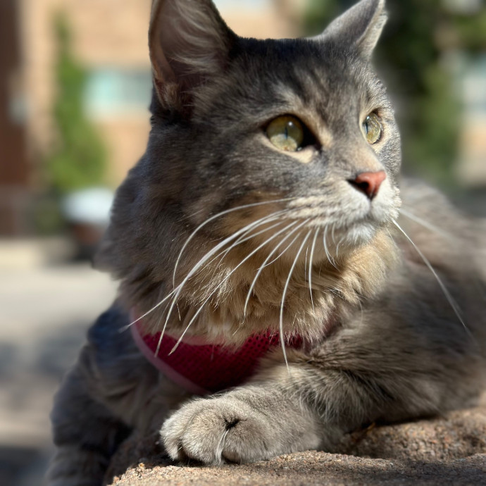 Mile High Kitty Services