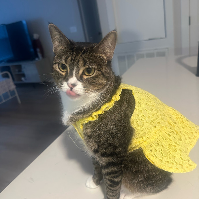 Mile High Kitty Services