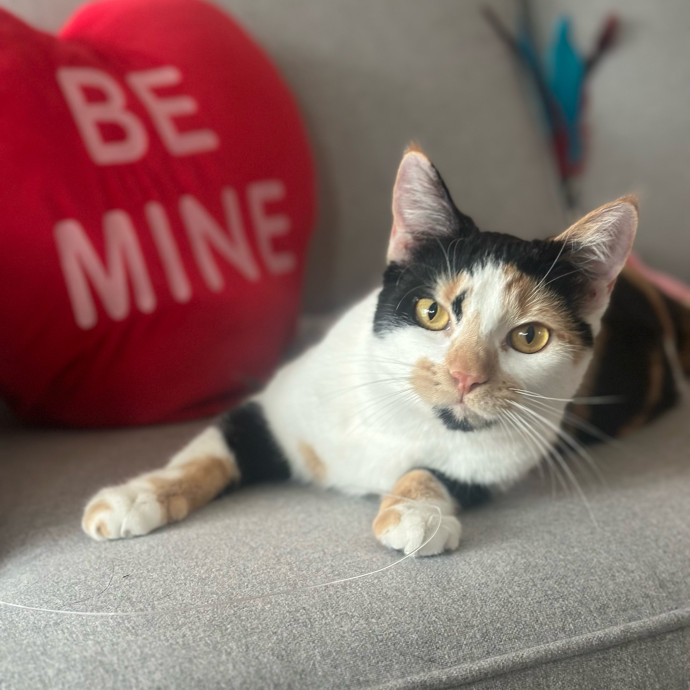 Mile High Kitty Services