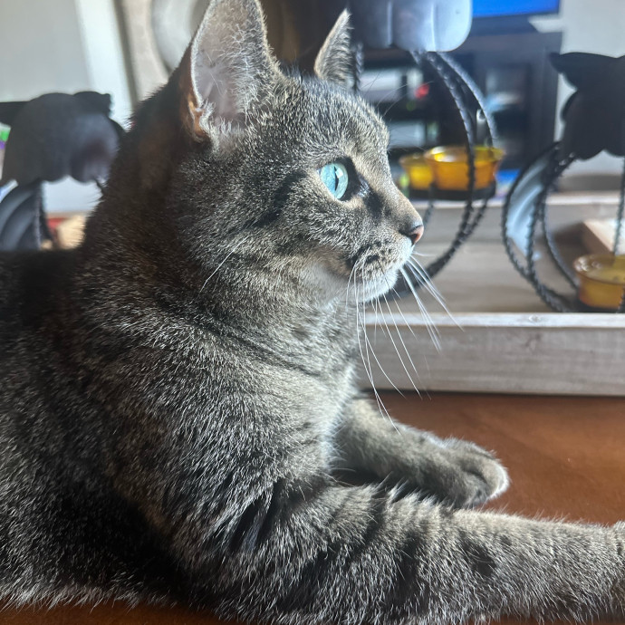 Mile High Kitty Services