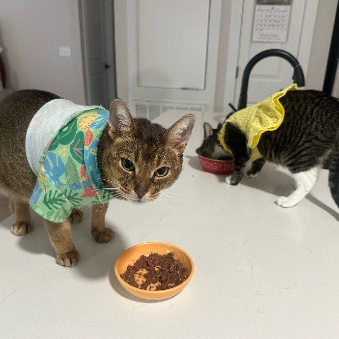 Mile High Kitty Services