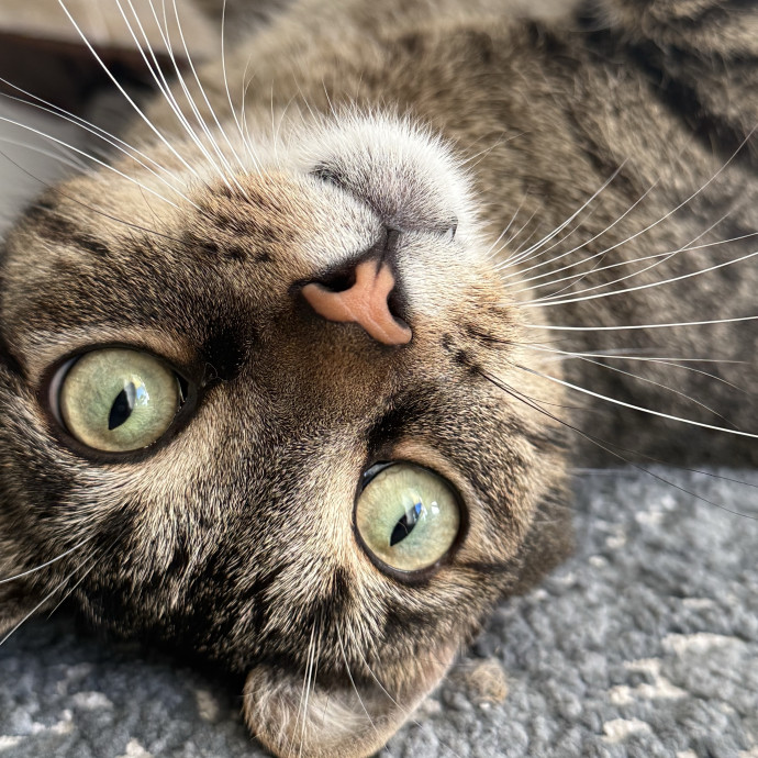 Mile High Kitty Services photo 3