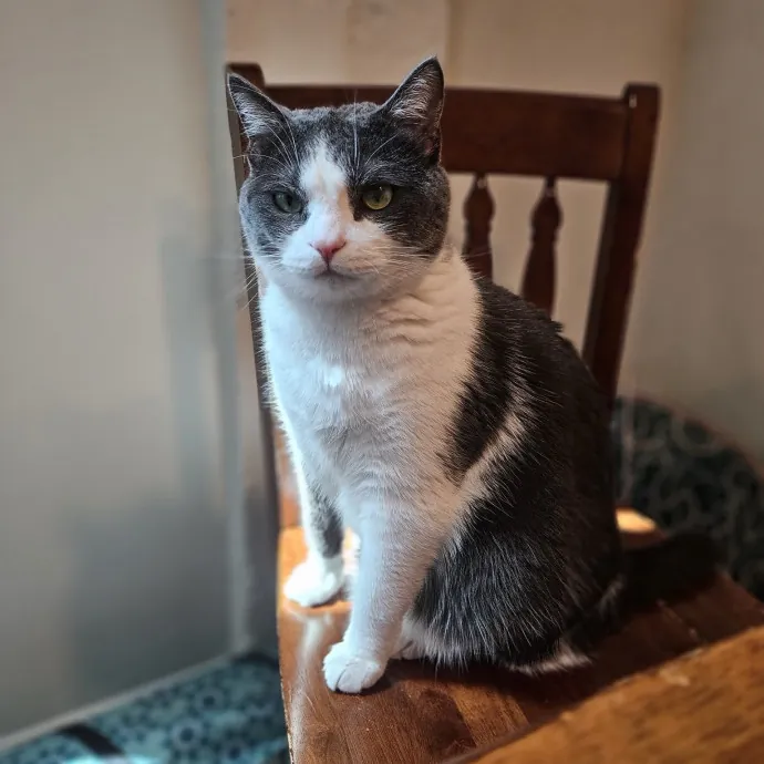 Chrissy's Catcation Club photo 3