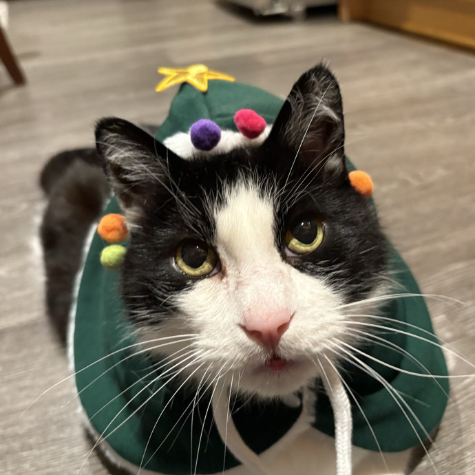 Chrissy's Catcation Club photo 2