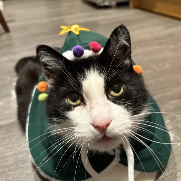 Chrissy's Catcation Club photo 2