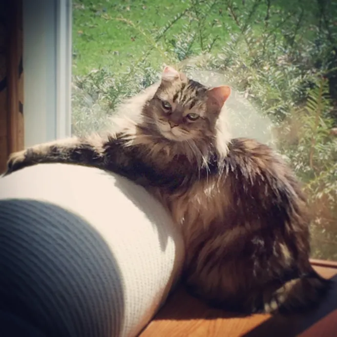 Your Cat's New Favorite Human