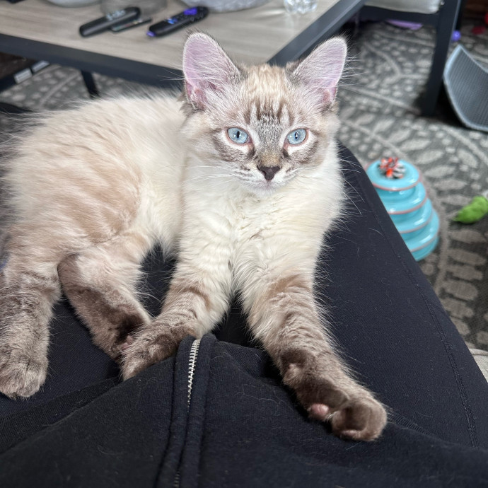 Your Cat's New Favorite Human