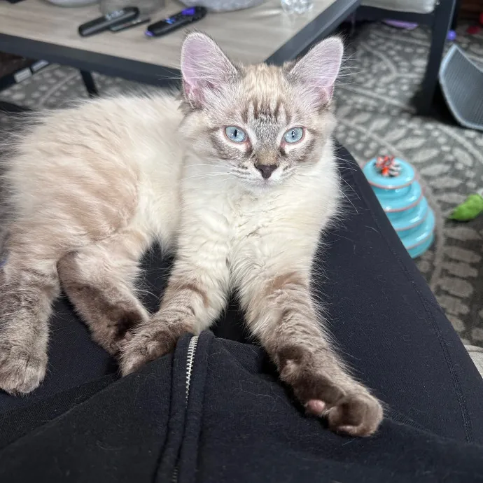 Your Cat's New Favorite Human