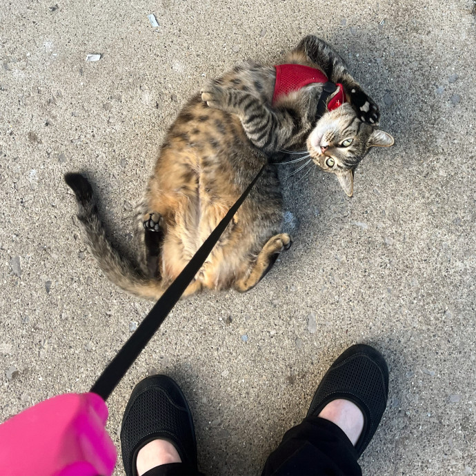 Your Cat's New Favorite Human