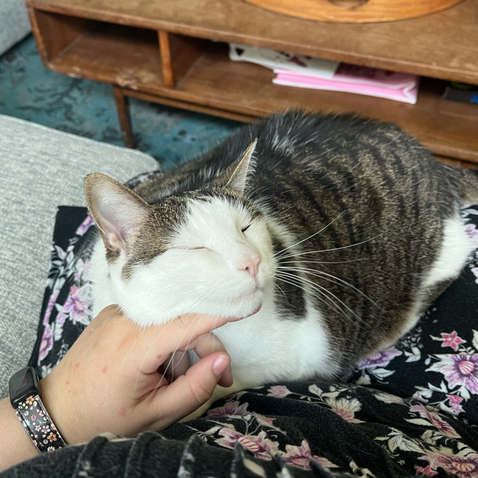 Your Cat's New Favorite Human