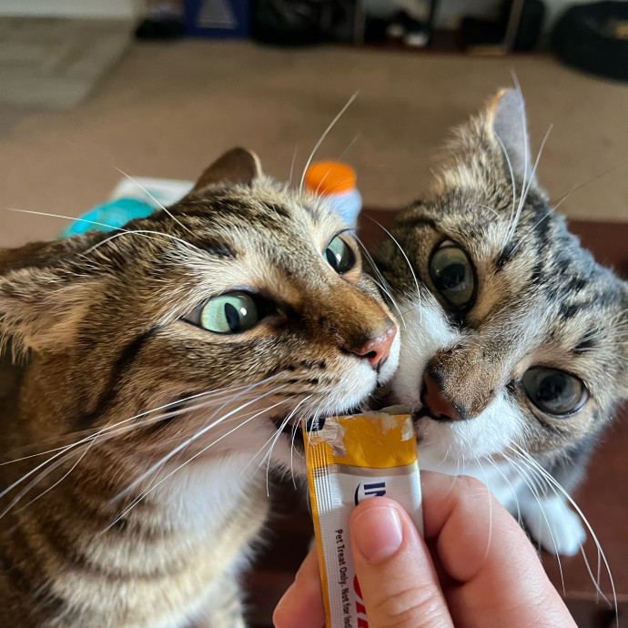 Your Cat's New Favorite Human