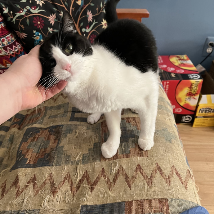 Your Cat's New Favorite Human
